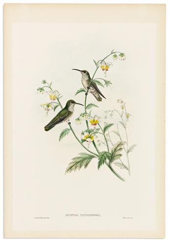 (BIRDS.) John Gould. Group of 3 hand-colored lithographs of hummingbirds